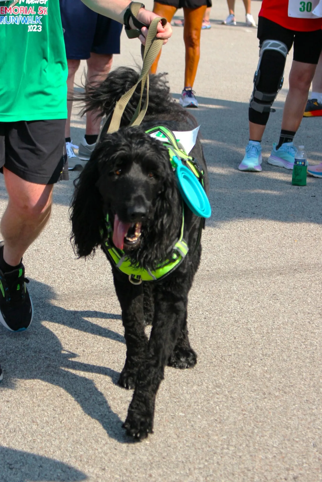 A black dog wearing a green bandana waiting patiently at the race.