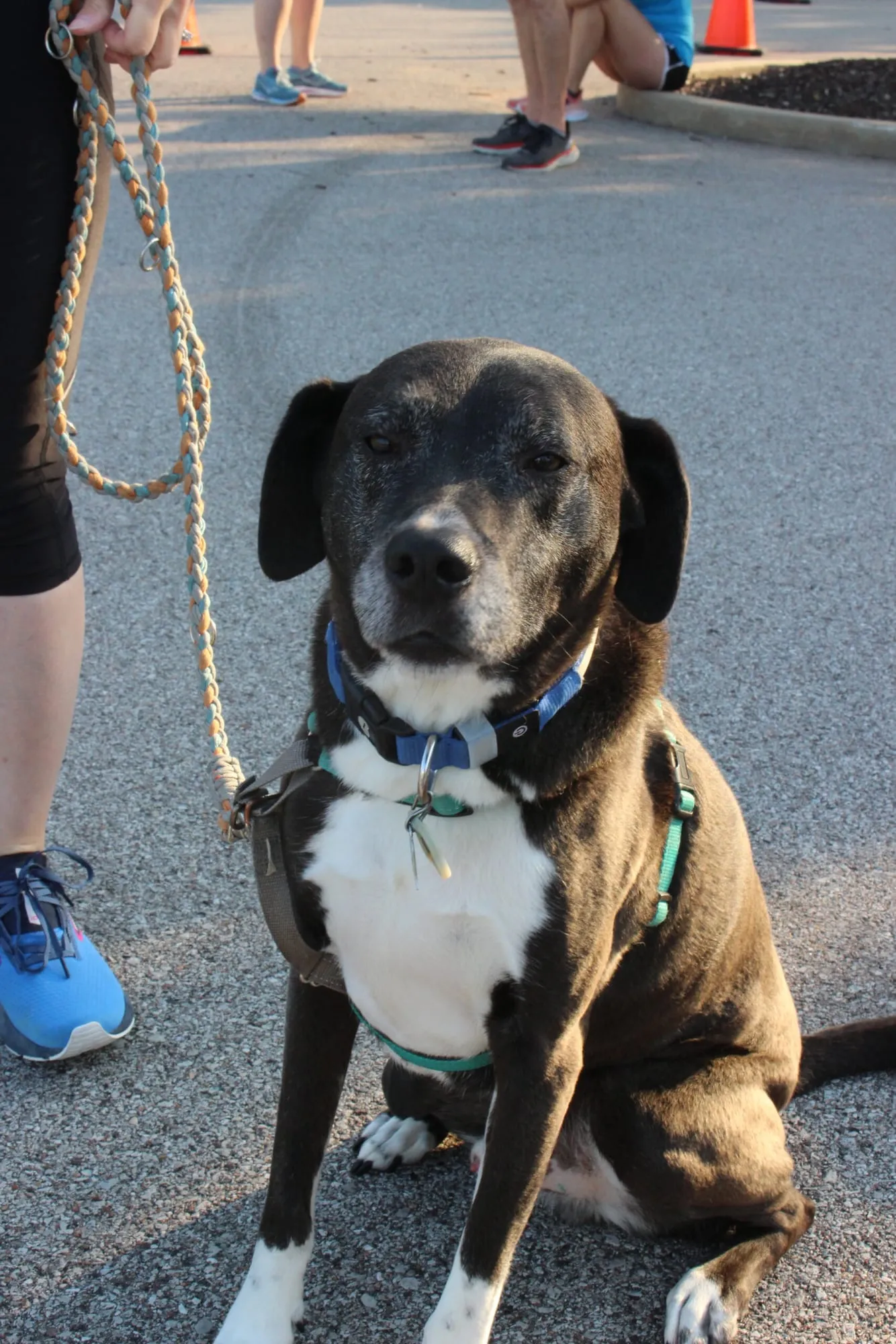 A close-up of a dog on a leash at the race, looking into the camera.